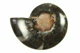 Cut & Polished Ammonite Fossil (Half) - Unusual Black Color #296304-1